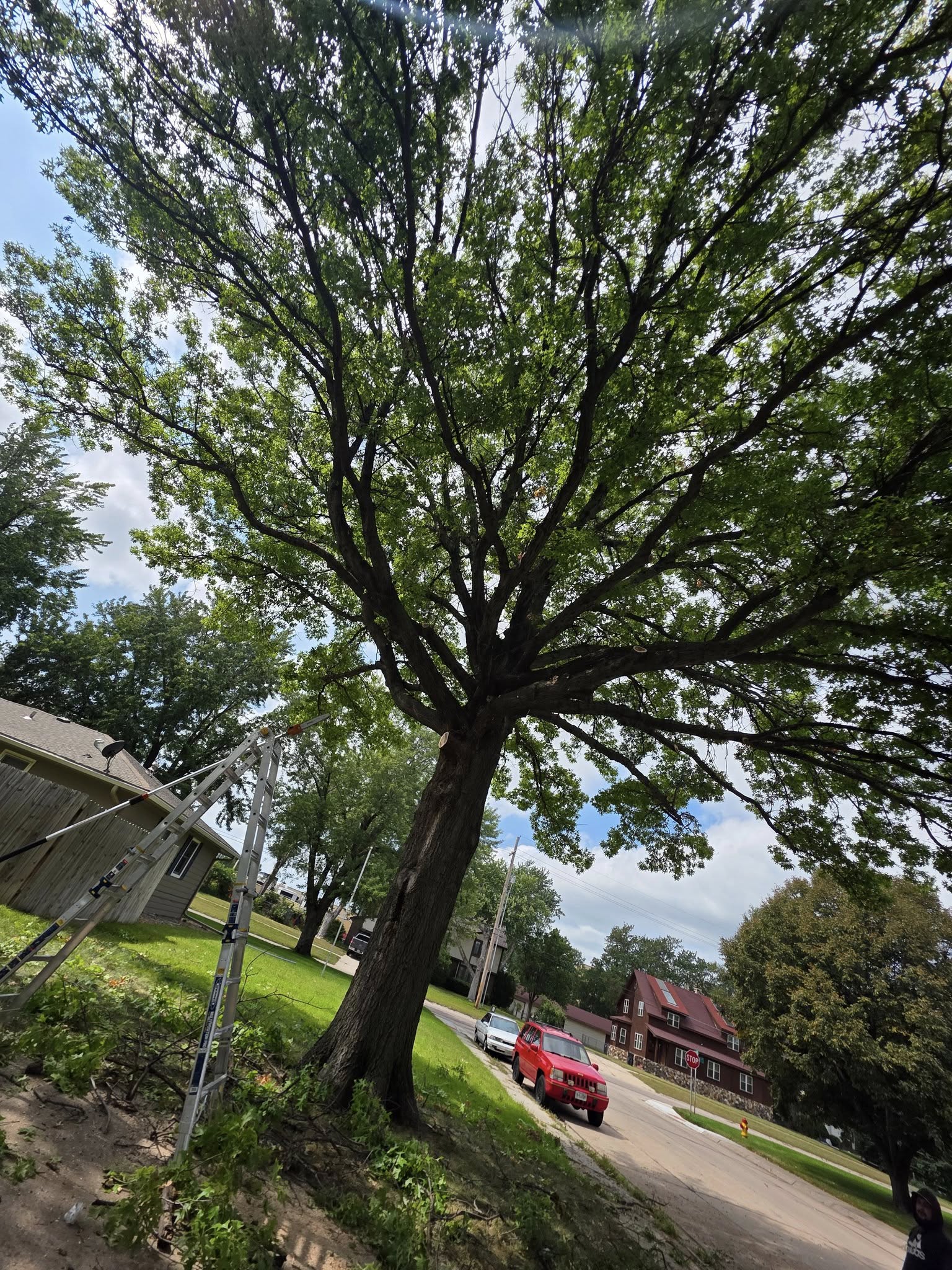 Professional tree care service