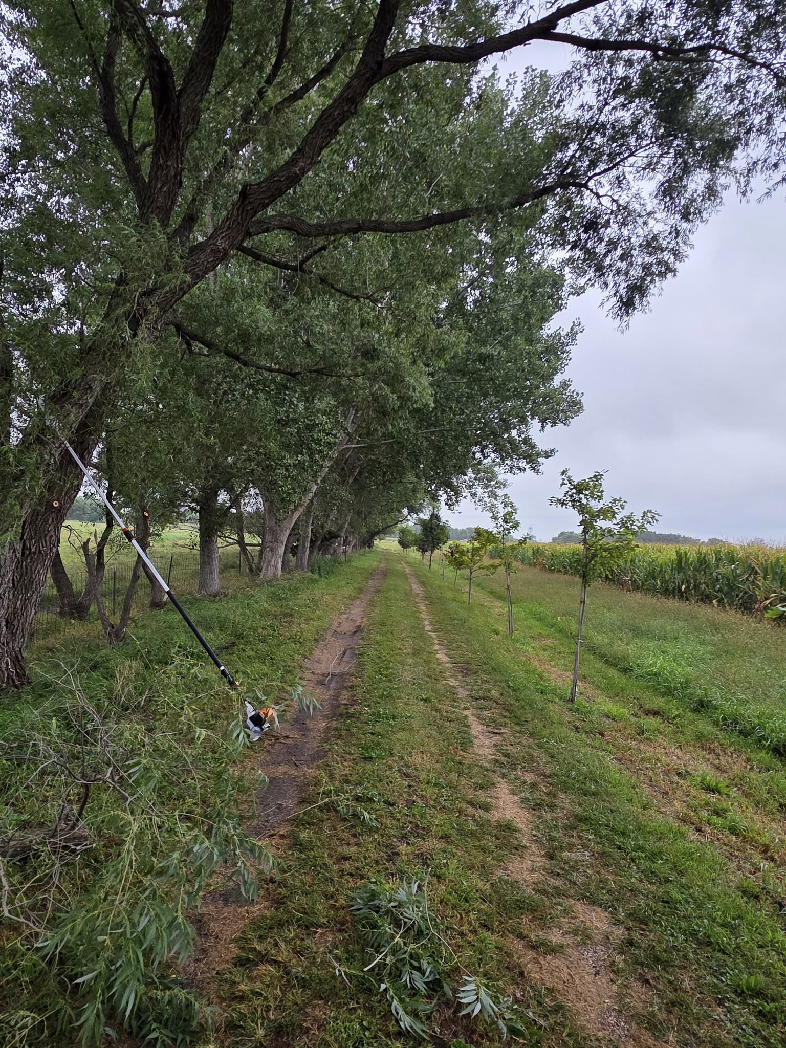 Tree maintenance and trimming